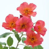 モーニング・ミスト裸苗 - Morning Mist (Ausfire) - david-austin-roses-japan
