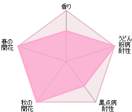 スノー・グースつる裸苗 - Snow Goose (Auspom) - david-austin-roses-japan