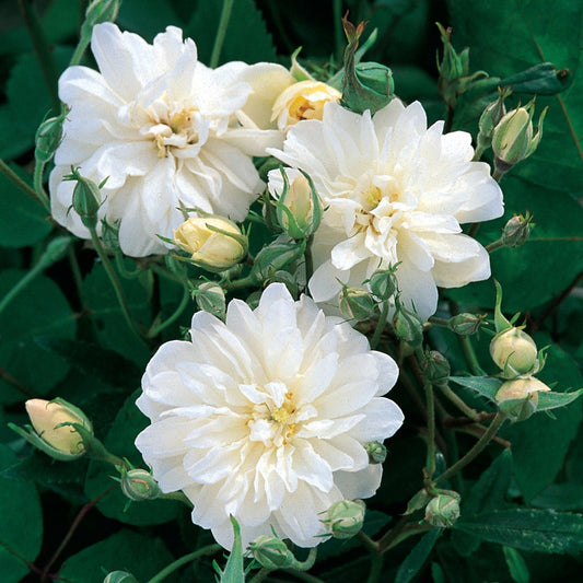 スノー・グースつる裸苗 - Snow Goose (Auspom) - david-austin-roses-japan