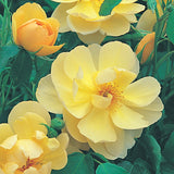 バター・カップ裸苗 - Buttercup (Ausband) - david-austin-roses-japan