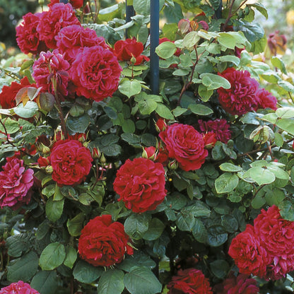 テス・オブ・ザ・ダーバービルズ裸苗 - Tess of The d'Urbervilles (Ausmove) - david-austin-roses-japan