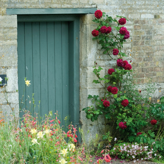 テス・オブ・ザ・ダーバービルズ裸苗 - Tess of The d'Urbervilles (Ausmove) - david-austin-roses-japan