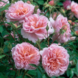 アン・ブリン裸苗 - Anne Boleyn (Ausecret) - david-austin-roses-japan