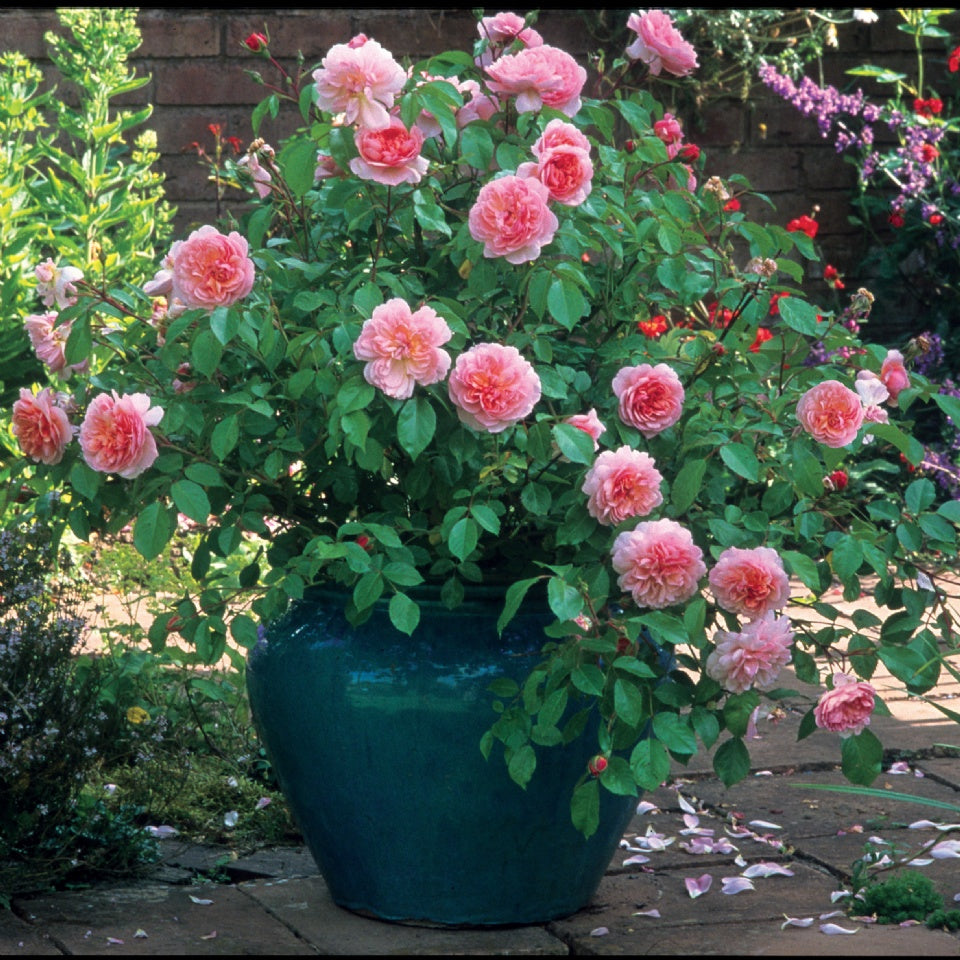 アン・ブリン裸苗 - Anne Boleyn (Ausecret) - david-austin-roses-japan