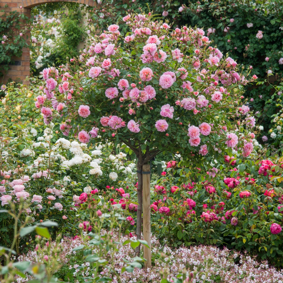 アン・ブリン裸苗 - Anne Boleyn (Ausecret) - david-austin-roses-japan