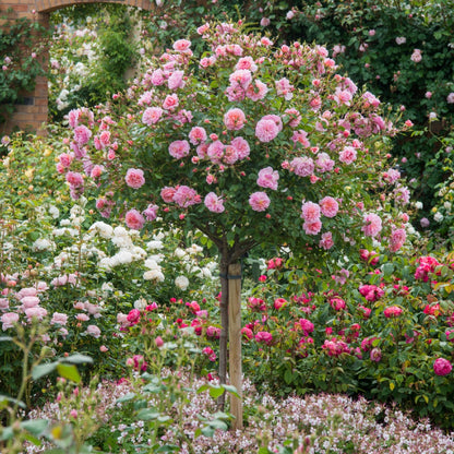 アン・ブリン裸苗 - Anne Boleyn (Ausecret) - david-austin-roses-japan