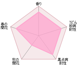 チャールズ・ダーウィン裸苗 - Charles Darwin (Auspeet) - david-austin-roses-japan