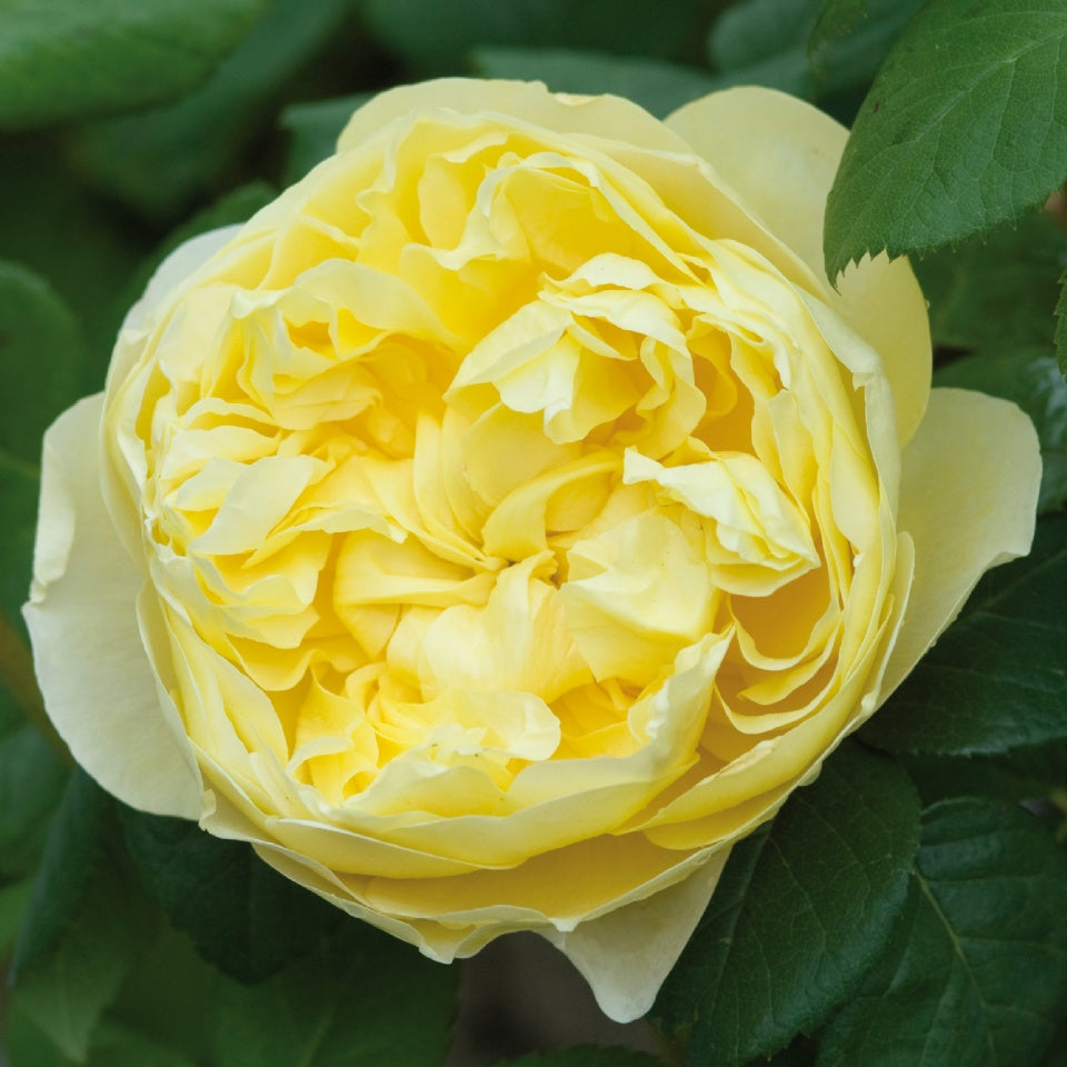 チャールズ・ダーウィン裸苗 - Charles Darwin (Auspeet) - david-austin-roses-japan