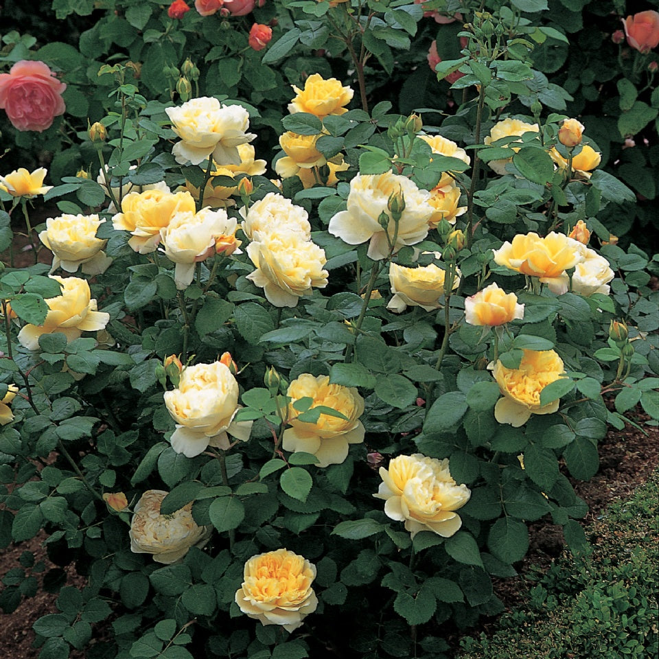 チャールズ・ダーウィン裸苗 - Charles Darwin (Auspeet) - david-austin-roses-japan