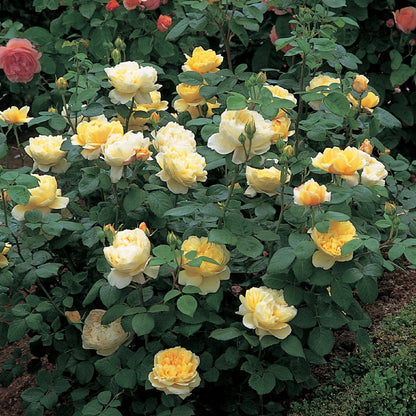 チャールズ・ダーウィン裸苗 - Charles Darwin (Auspeet) - david-austin-roses-japan