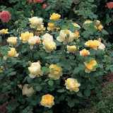 チャールズ・ダーウィン裸苗 - Charles Darwin (Auspeet) - david-austin-roses-japan