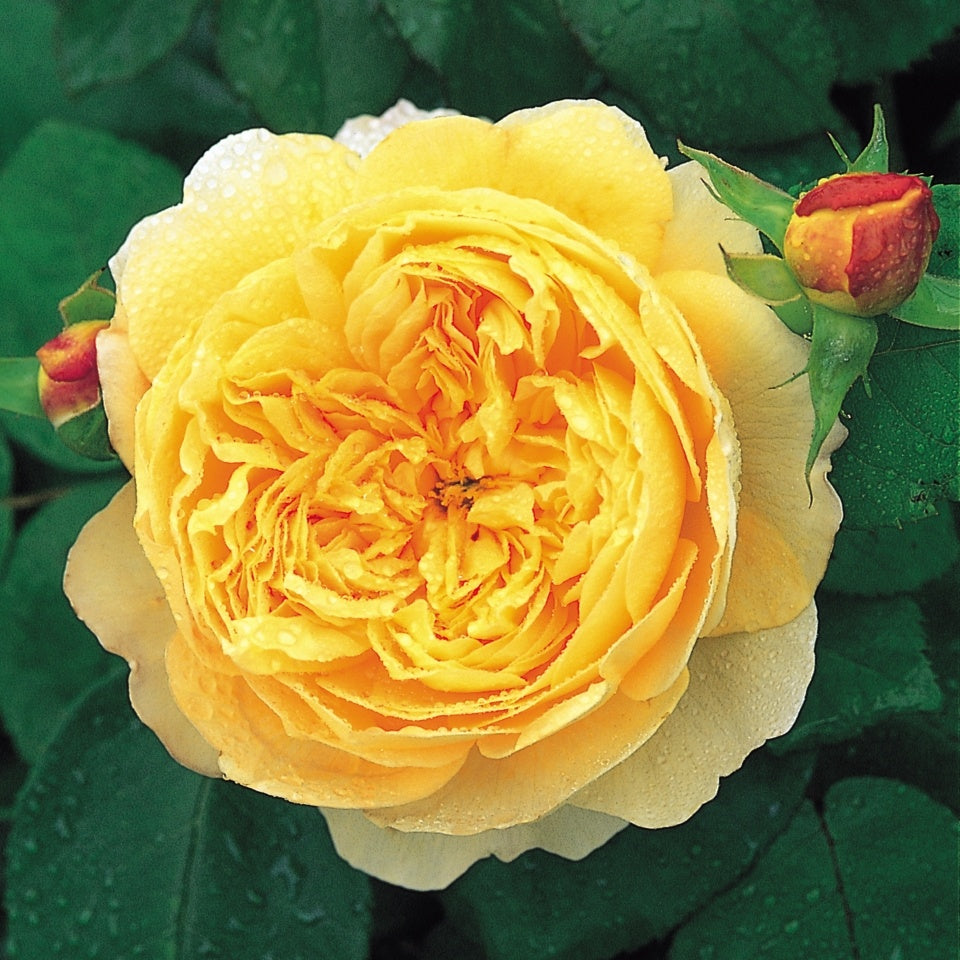 チャールズ・ダーウィン裸苗 - Charles Darwin (Auspeet) - david-austin-roses-japan