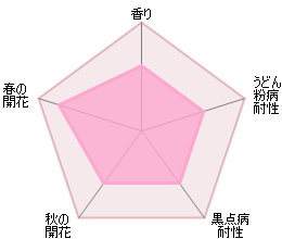 ブライス・スピリット裸苗 - Blythe Spirit (Auschool) - david-austin-roses-japan