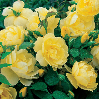 ブライス・スピリット裸苗 - Blythe Spirit (Auschool) - david-austin-roses-japan