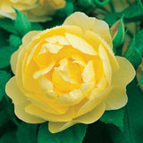 ブライス・スピリット裸苗 - Blythe Spirit (Auschool) - david-austin-roses-japan