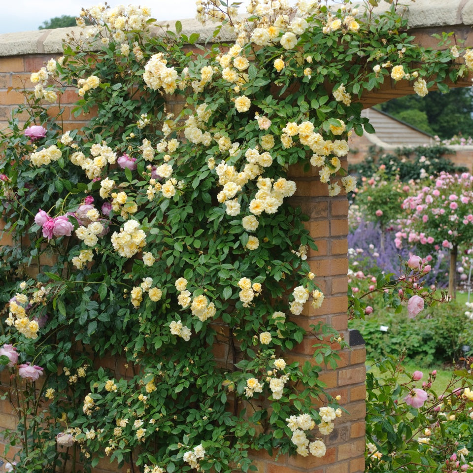 モーヴァン・ヒル裸苗 - Malvern Hills (Auscanary) - david-austin-roses-japan