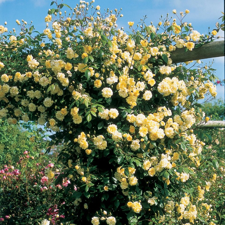 モーヴァン・ヒル裸苗 - Malvern Hills (Auscanary) - david-austin-roses-japan