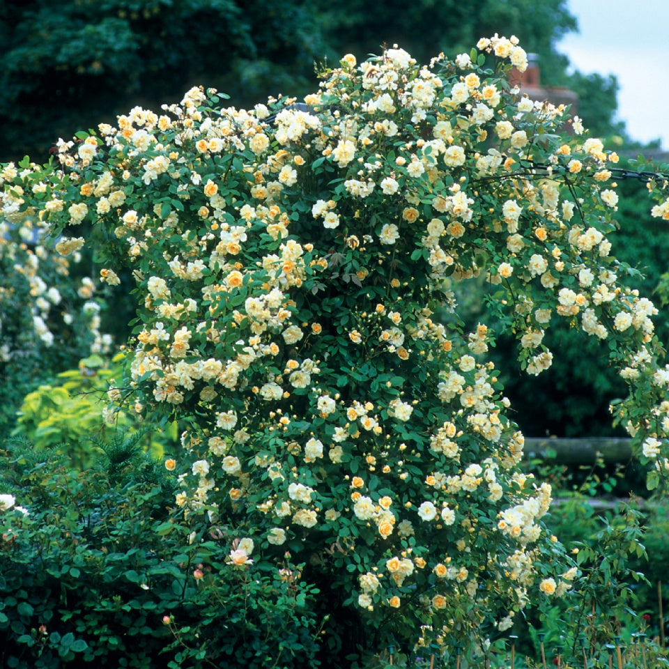 モーヴァン・ヒル裸苗 - Malvern Hills (Auscanary) - david-austin-roses-japan
