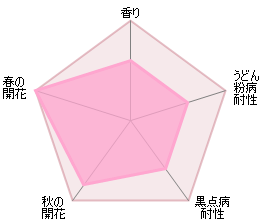 ジ・アレンウィック・ローズ裸苗 - The Alnwick® Rose (Ausgrab) - david-austin-roses-japan