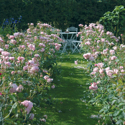 ジ・アレンウィック・ローズ裸苗 - The Alnwick® Rose (Ausgrab) - david-austin-roses-japan