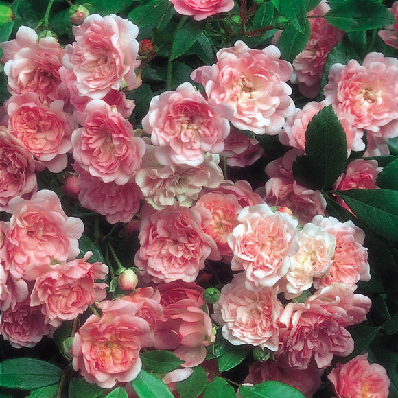 ザ・フェアリー裸苗 - The Fairy - david-austin-roses-japan