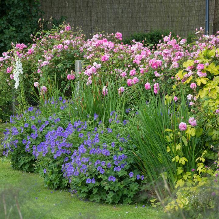 ザ・メイフラワー 鉢苗 - The Mayflower Potted (Austilly) – David