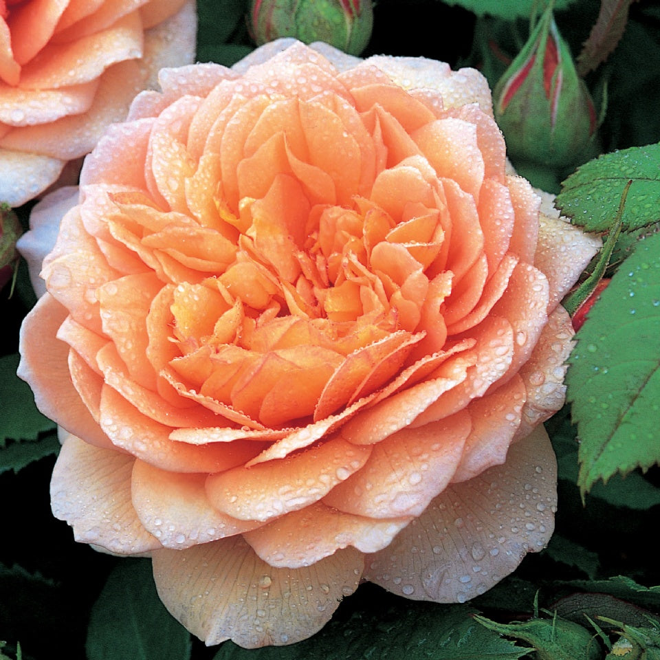 グレイス裸苗 - Grace (Auskeppy) - david-austin-roses-japan