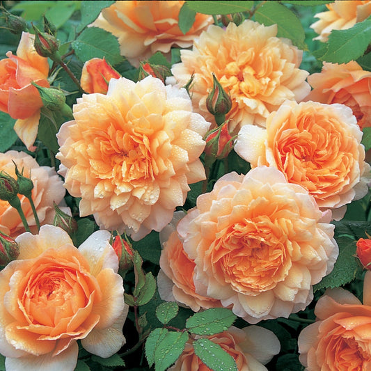 グレイス裸苗 - Grace (Auskeppy) - david-austin-roses-japan