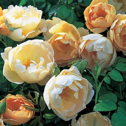 コンテ・ド・シャンパーニュ裸苗 - Comte de Champagne (Ausufo) - david-austin-roses-japan