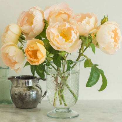 コンテ・ド・シャンパーニュ裸苗 - Comte de Champagne (Ausufo) - david-austin-roses-japan