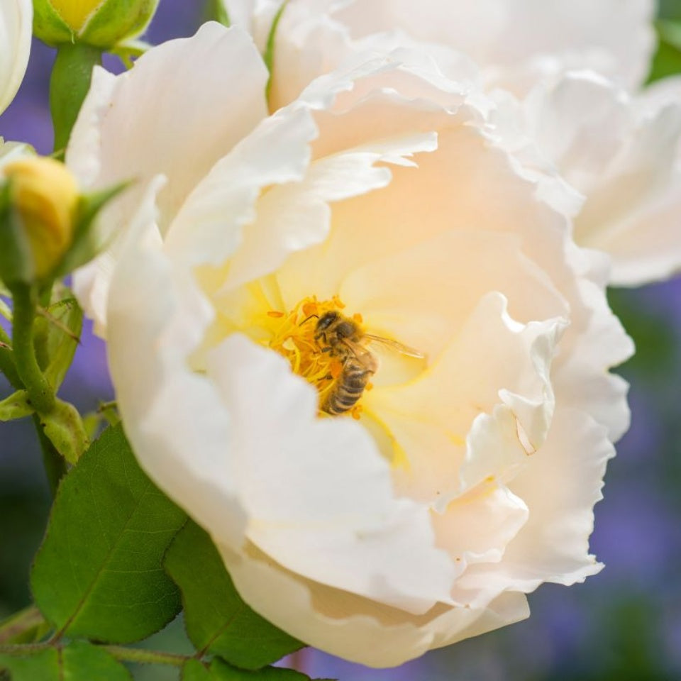 コンテ・ド・シャンパーニュ裸苗 - Comte de Champagne (Ausufo) - david-austin-roses-japan