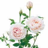 ロッキンヴァー裸苗 - Lochinvar (Ausbilda) - david-austin-roses-japan