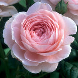 クィーン・オブ・スウェーデン裸苗 - Queen of Sweden (Austiger) - david-austin-roses-japan