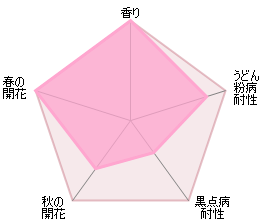 ジュビリー・セレブレーション裸苗 - Jubilee Celebration (Aushunter) - david-austin-roses-japan