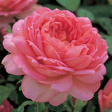ジュビリー・セレブレーション裸苗 - Jubilee Celebration (Aushunter) - david-austin-roses-japan