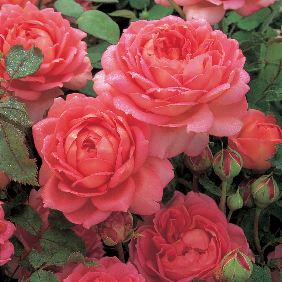 香りの種類: フルーツ – David Austin Roses Japan