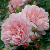 ワイルドイブ裸苗 - Wildeve (Ausbonny) - david-austin-roses-japan