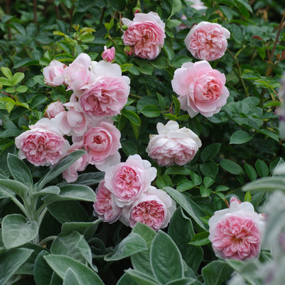 ワイルドイブ裸苗 - Wildeve (Ausbonny) - david-austin-roses-japan