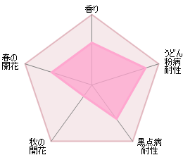 ア・シュロップシャイア・ラドつるバラ鉢苗 - A Shropshire Lad Climbing Potted (Ausled) - david-austin-roses-japan