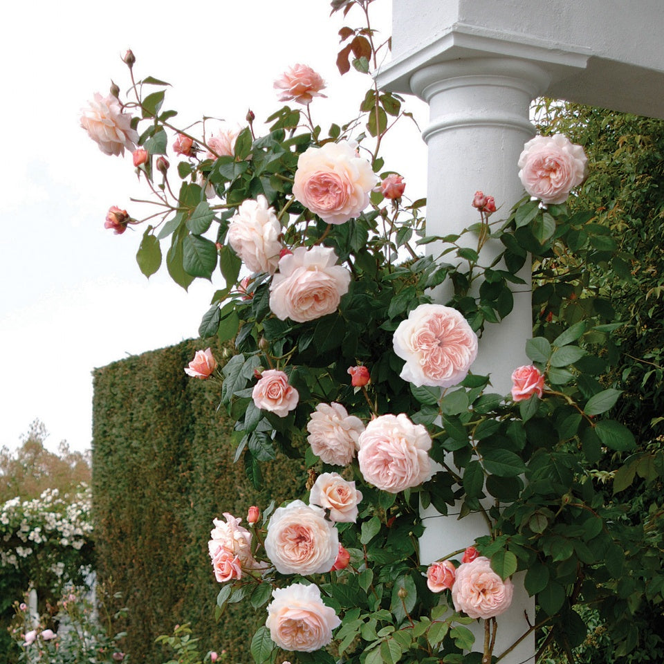 ア・シュロップシャイア・ラドつるバラ鉢苗 - A Shropshire Lad Climbing Potted (Ausled) - david-austin-roses-japan