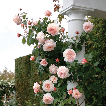 ア・シュロップシャイア・ラドつるバラ鉢苗 - A Shropshire Lad Climbing Potted (Ausled) - david-austin-roses-japan