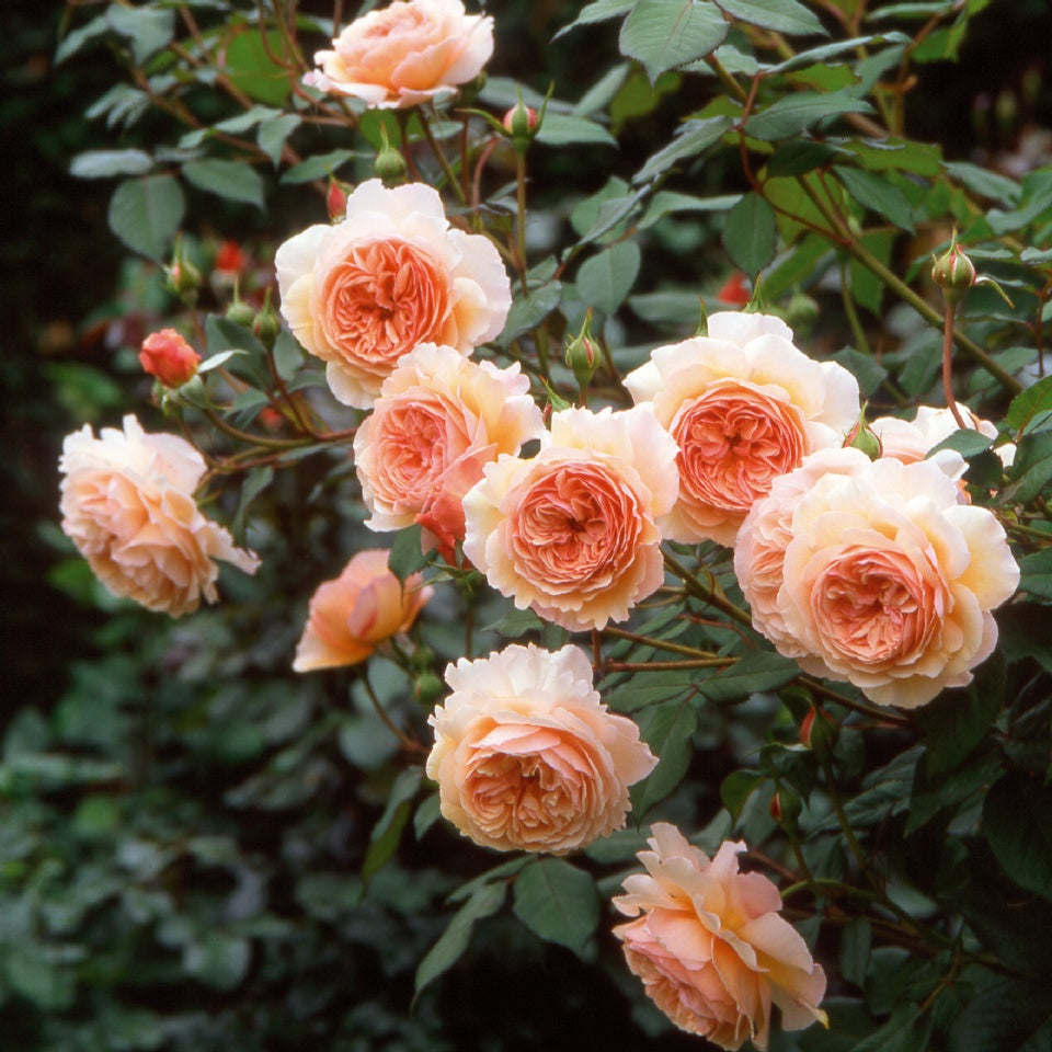 ア・シュロップシャイア・ラドつるバラ鉢苗 - A Shropshire Lad Climbing Potted (Ausled) - david-austin-roses-japan
