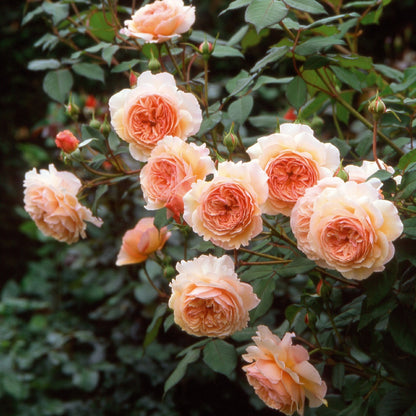ア・シュロップシャイア・ラドつるバラ鉢苗 - A Shropshire Lad Climbing Potted (Ausled) - david-austin-roses-japan