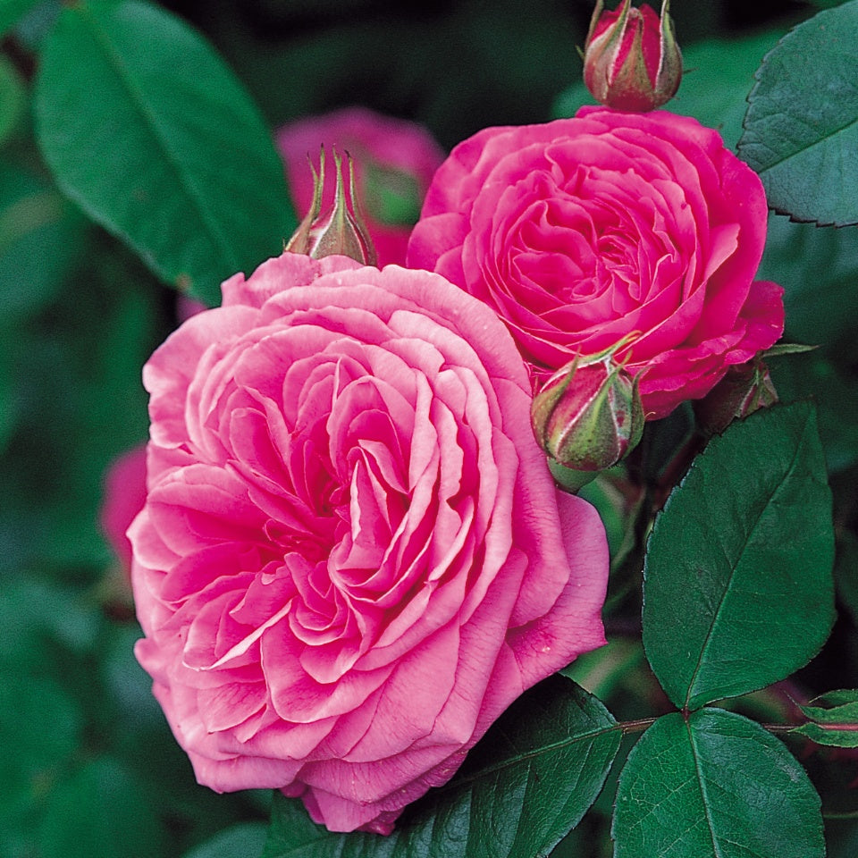 ガートルード・ジェキル 15L鉢苗 - Gertrude Jekyll Potted 15L (Ausbord) - david-austin-roses-japan