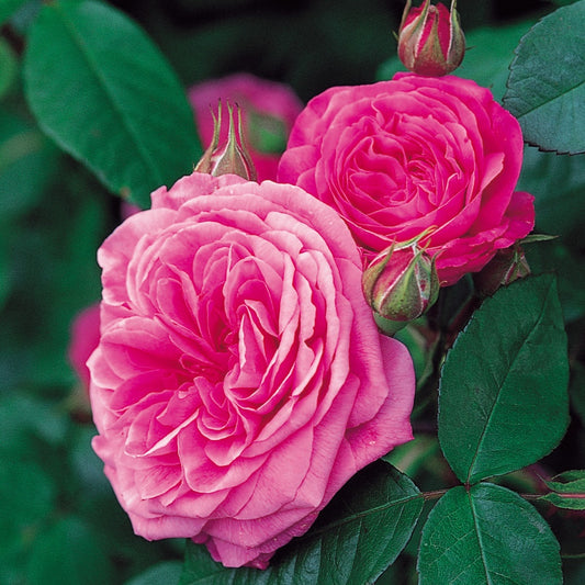 ガートルード・ジェキル 15L鉢苗 - Gertrude Jekyll Potted 15L (Ausbord) - david-austin-roses-japan