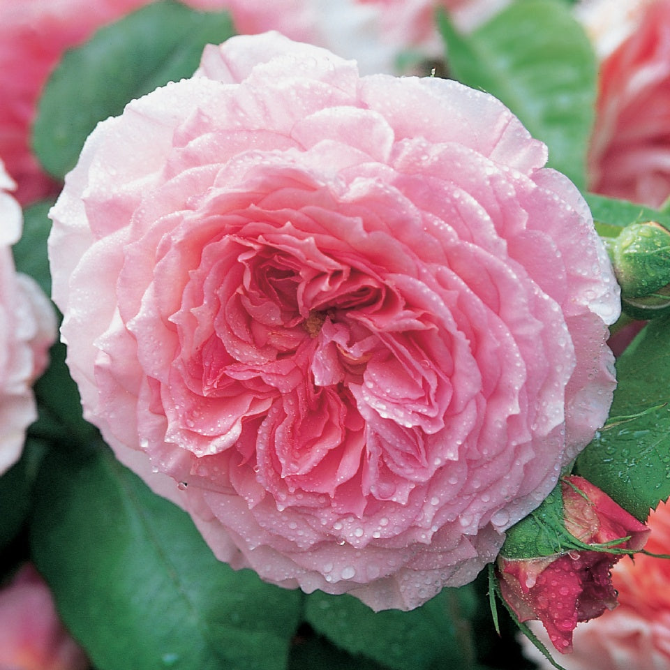 ジェームズ・ギャルウェイつるバラ鉢苗 - James Galway Climbing Potted (Auscrystal) - david-austin-roses-japan