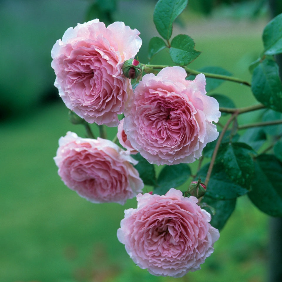 ジェームズ・ギャルウェイつる裸苗 - James Galway Climbing (Auscrystal) - david-austin-roses-japan