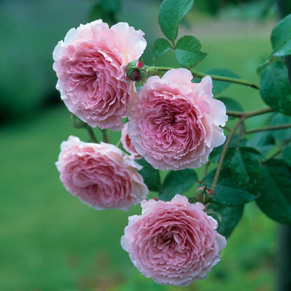 ジェームズ・ギャルウェイつる裸苗 - James Galway Climbing (Auscrystal) - david-austin-roses-japan