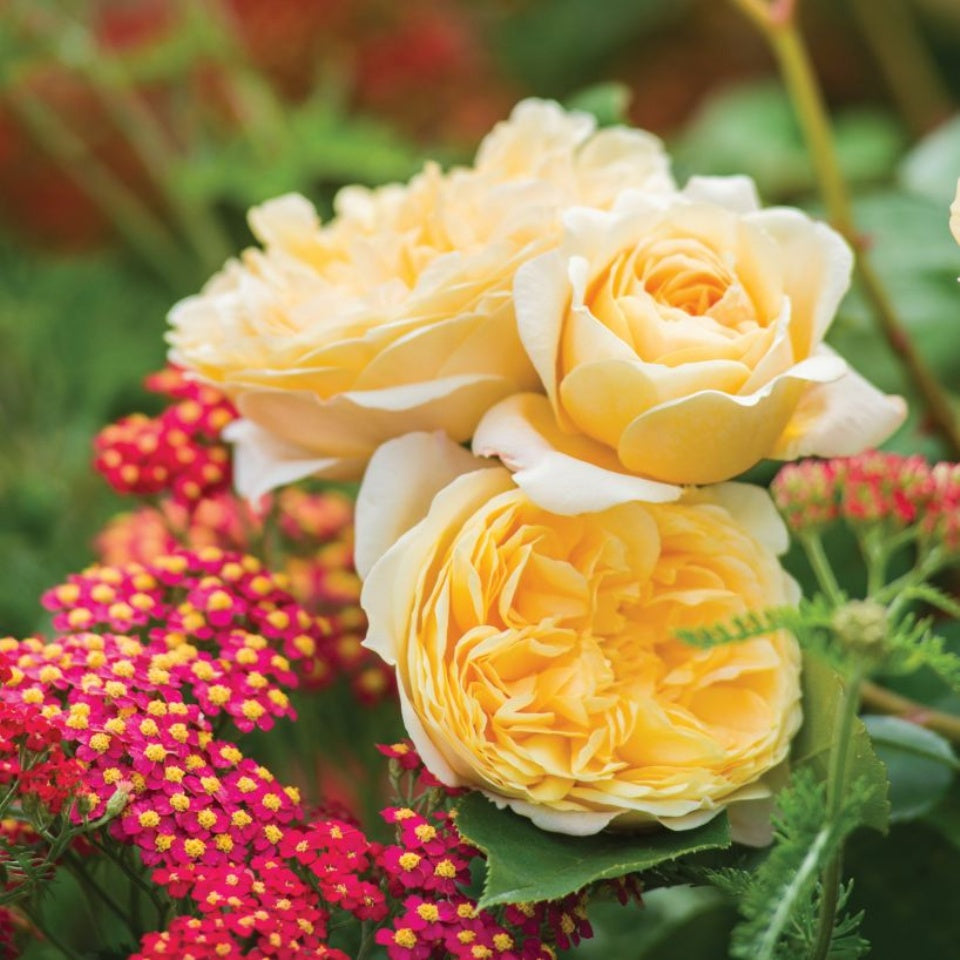 【theGazettE】ベア バラ売り可 Amazon.co.jp: 限定 ガゼット ルキ ベア ぬいぐるみ 20TH HERESY