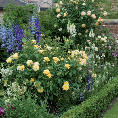 グラハム・トーマス裸苗 - Graham Thomas (Ausmas) - david-austin-roses-japan